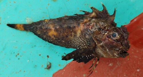 Orangebanded stingfish (Choridactylus multibarbus) — Synanceiidae — 2