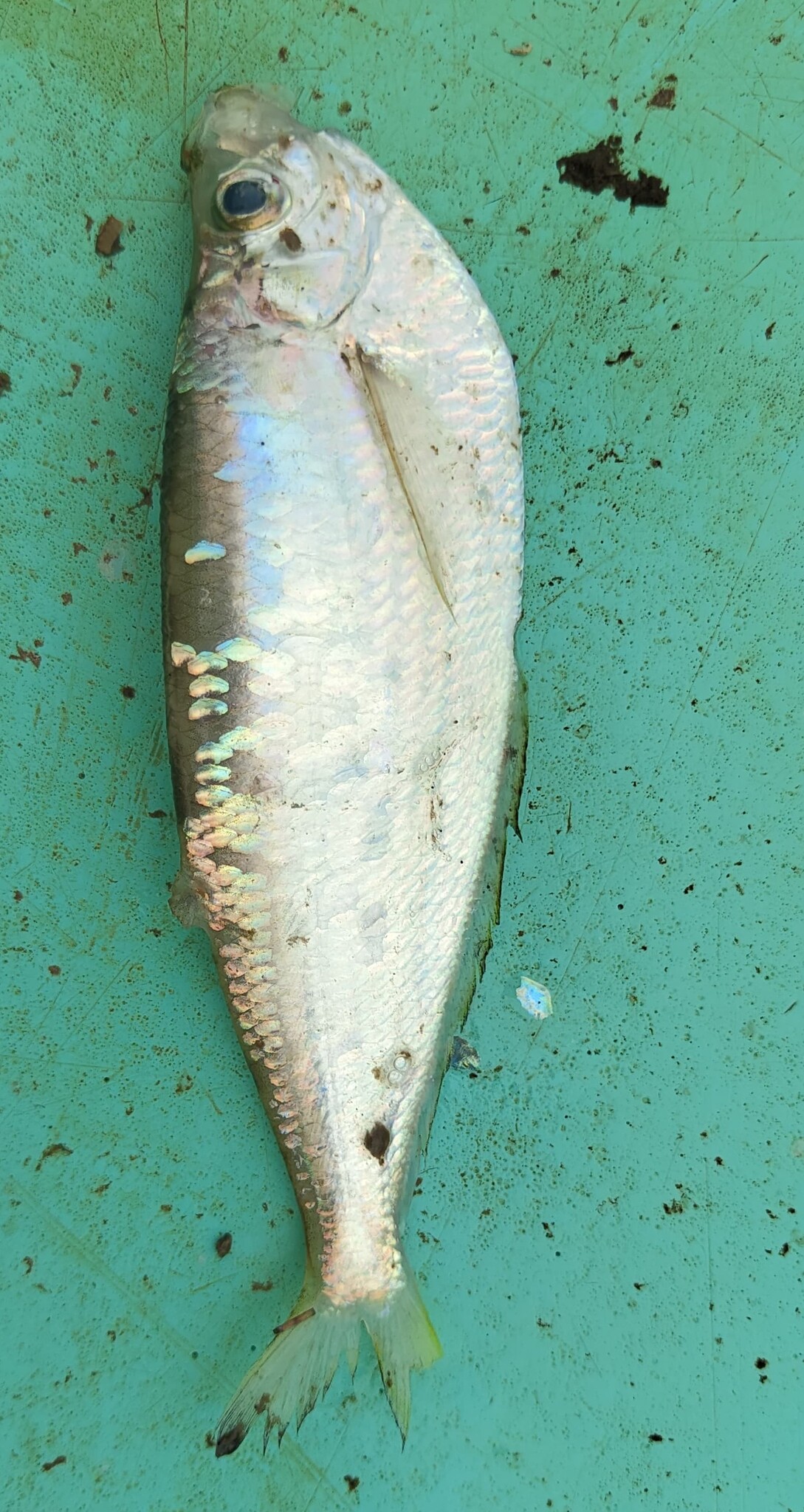Longfin Shad photo 5