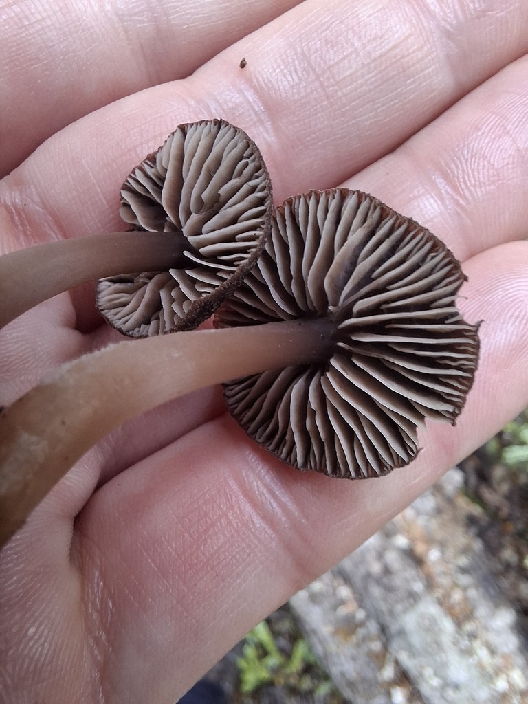 Rhodocollybia purpurata