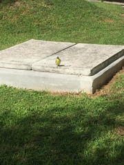 Coereba flaveola caboti