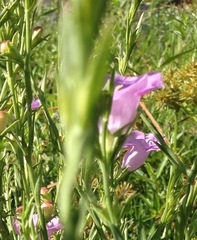 Agalinis heterophylla