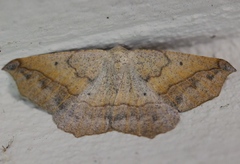 Prochoerodes forficaria