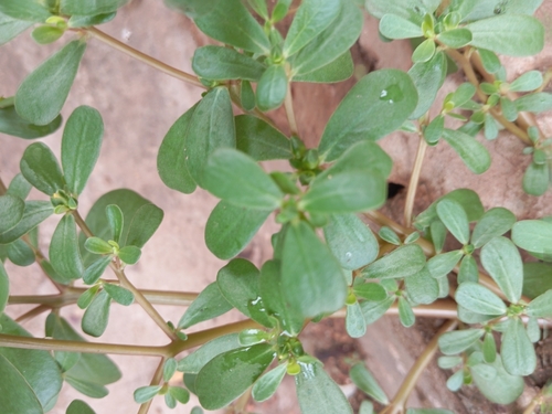 Common Purslane