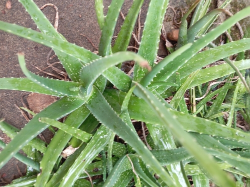 aloe vera