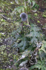 Echinops bannaticus