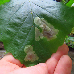 Cameraria hamameliella