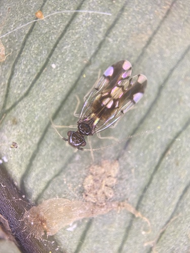 Ectopsocus gracilis, 2025-05-21