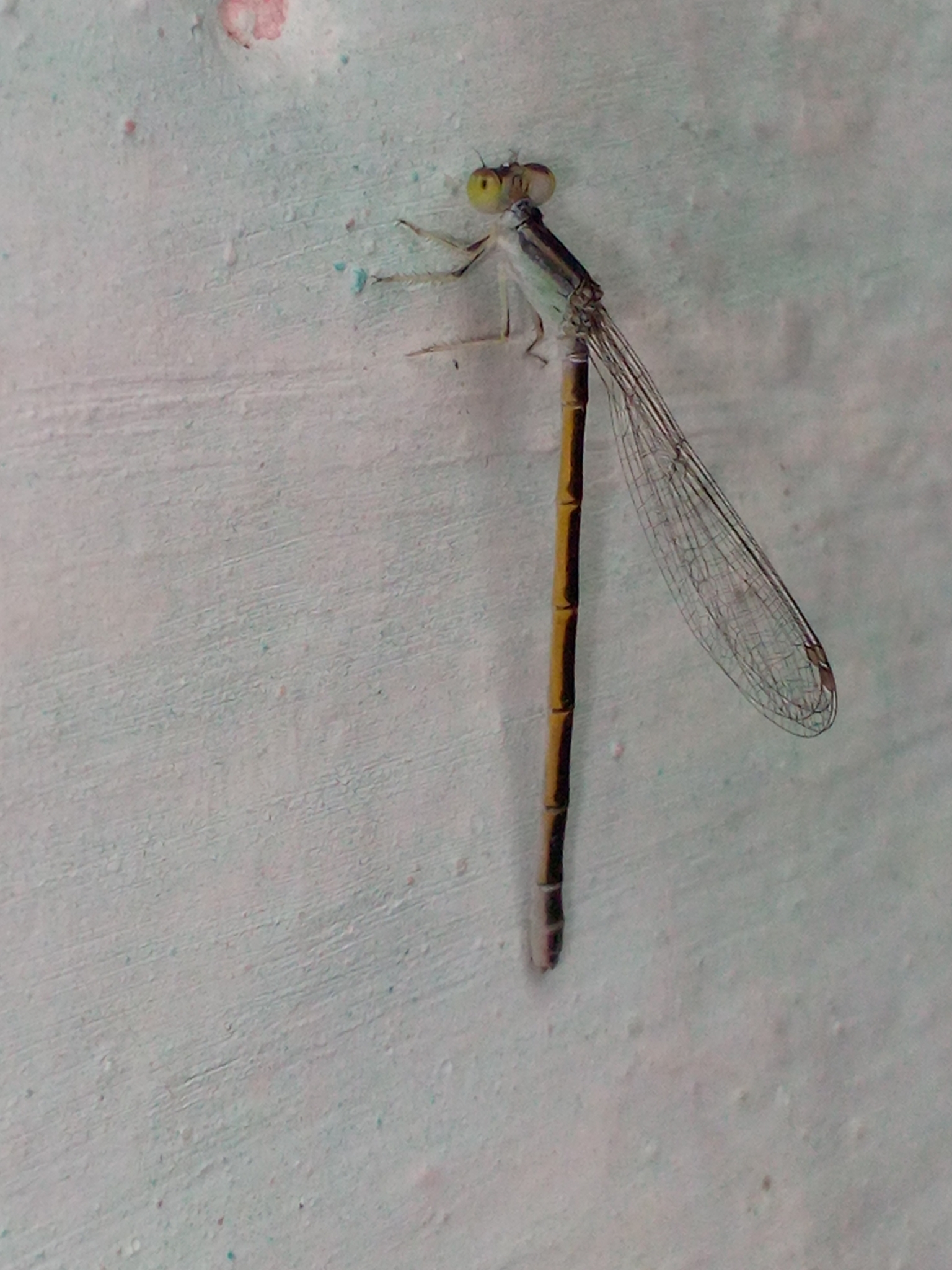 Golden Bluetail