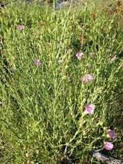 Agalinis heterophylla