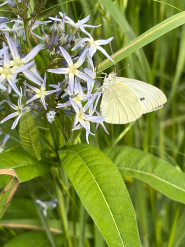 Amsonia tabernaemontana
