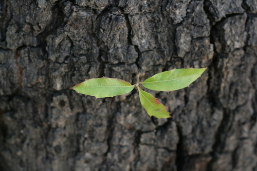 Quercus devia (Quercus devia)