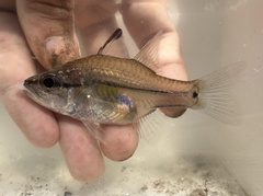 Amboina Cardinalfish photo 3