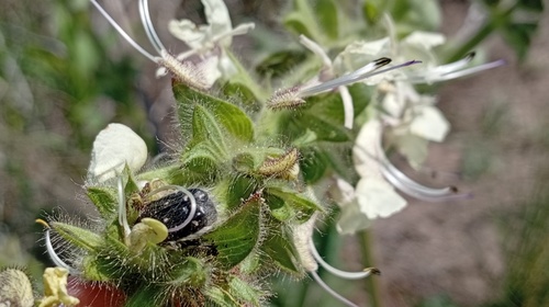 Pontic Sage (Salvia revelata)