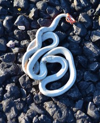 Diadophis punctatus regalis