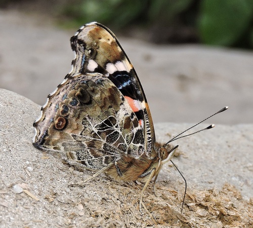 Indian Red Admiral
