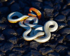 Diadophis punctatus regalis