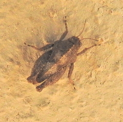 Tettiella