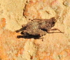 Tettiella