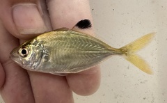 Brownback Trevally photo 1