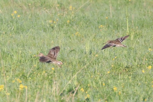 Agachadiza real (Gallinago media)