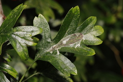 Phyllonorycter leucographella