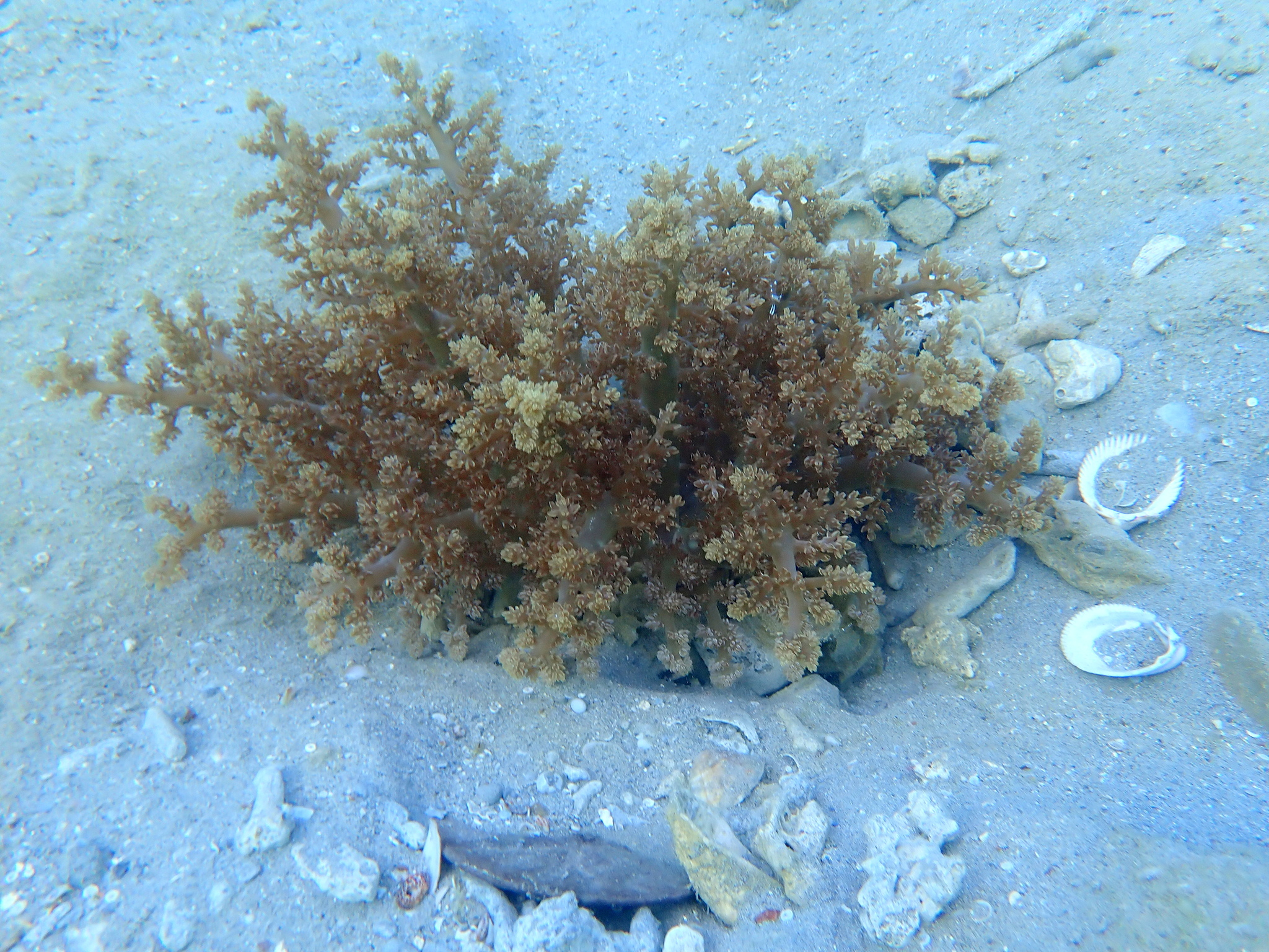 Actinodendron arboreum (Quoy & Gaimard, 1833)