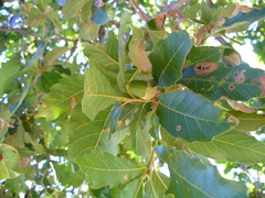Quercus tuberculata