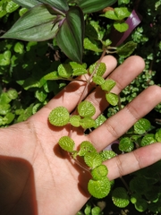 Pilea nummulariifolia