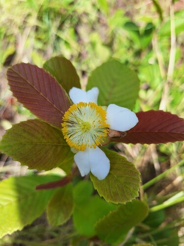 Tetracera masuiana