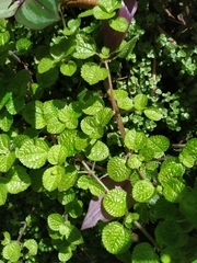 Pilea nummulariifolia