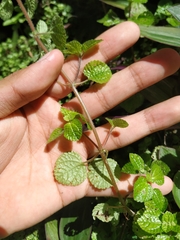 Pilea nummulariifolia