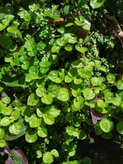 Pilea nummulariifolia