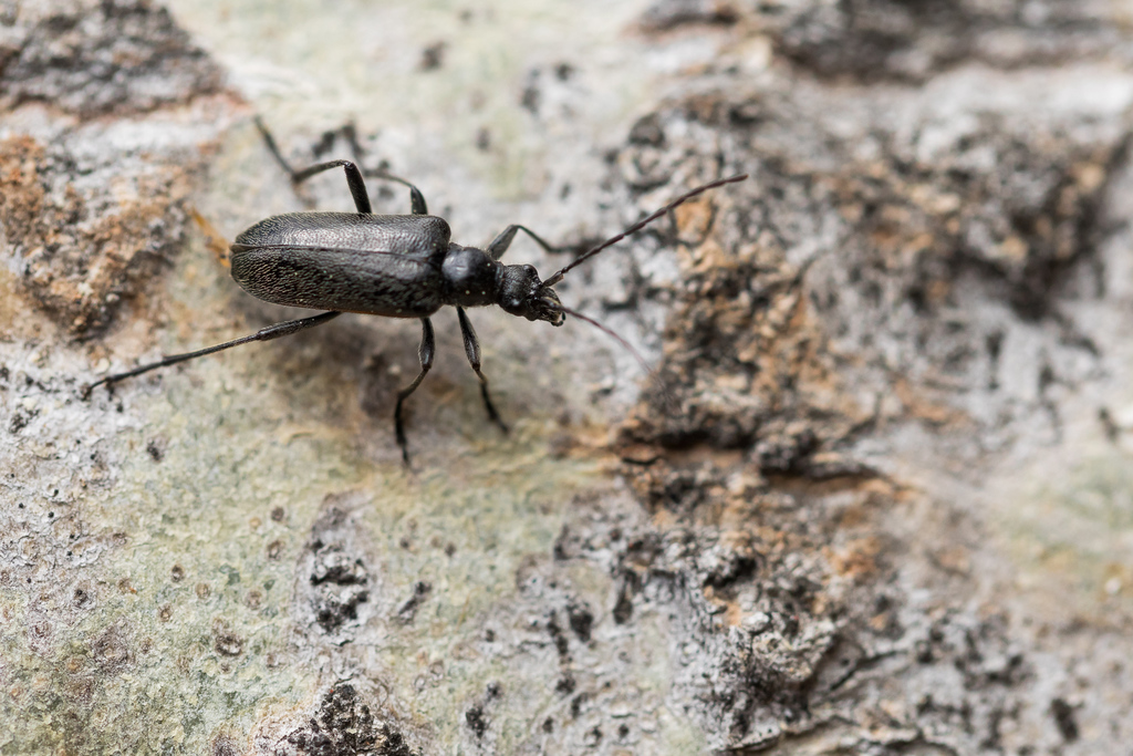 Euracmaeops septentrionis