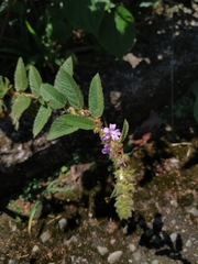 Melochia spicata