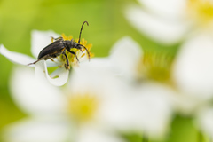 Brachyta interrogationis