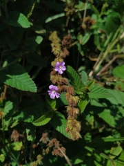 Melochia spicata