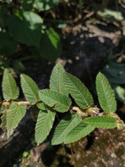 Melochia spicata