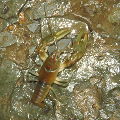 Cambarus robustus
