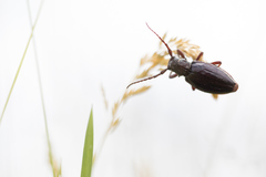 Eodorcadion carinatum