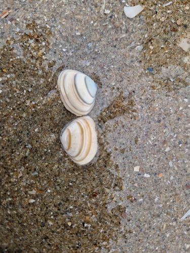 Elliptical Trough Shell, Noordwijk, Nederland, photo 10 of 10