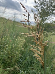 Sorghastrum