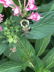 Bombus impatiens