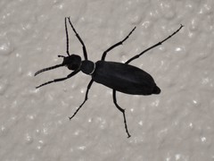 Epicauta segmenta