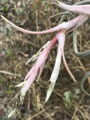 Tillandsia paucifolia