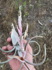Tillandsia paucifolia