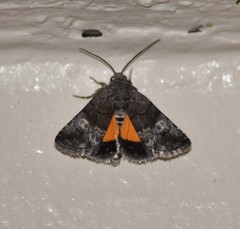Copanarta aurea