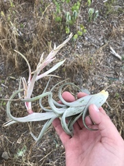 Tillandsia paucifolia