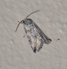 Aleptina junctimacula