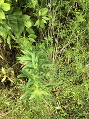 Lithospermum officinale