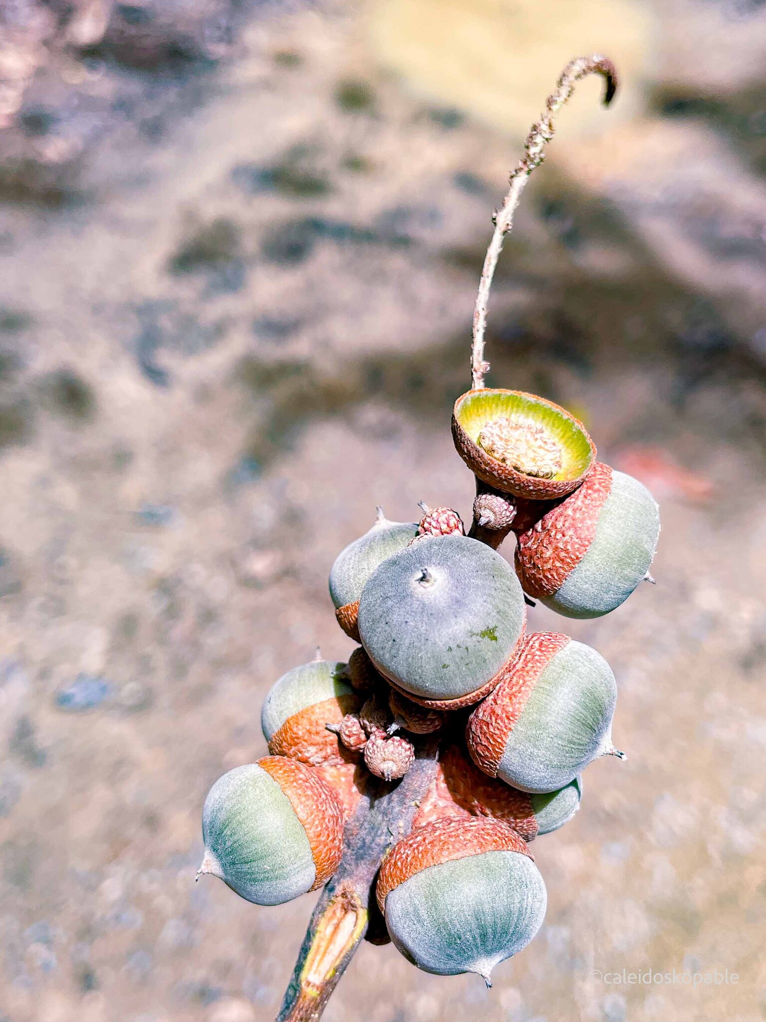 Lithocarpus dinhensis (Lithocarpus dinhensis)